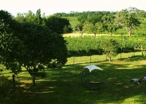 Vue sur les vignes