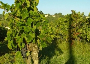 Vines in their summer lushness