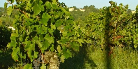 Vines in their summer lushness