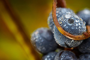 Dégustations_vin_St-Emilion