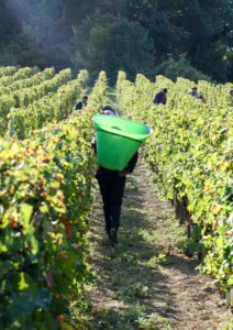 Grape picking France