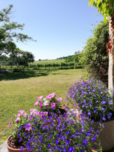 Bleu Raisin B&B Saint-Emilion