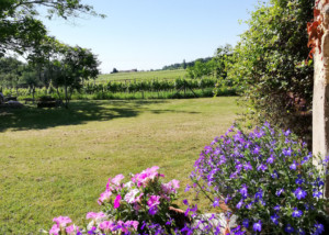 Bleu Raisin B&B Saint-Emilion