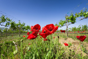 Dernière_minute_avril_Saint_Emilion