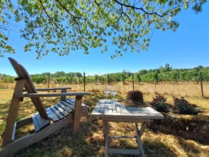 Apéro_été_France_Saint-Emilion_Bleu_Raisin